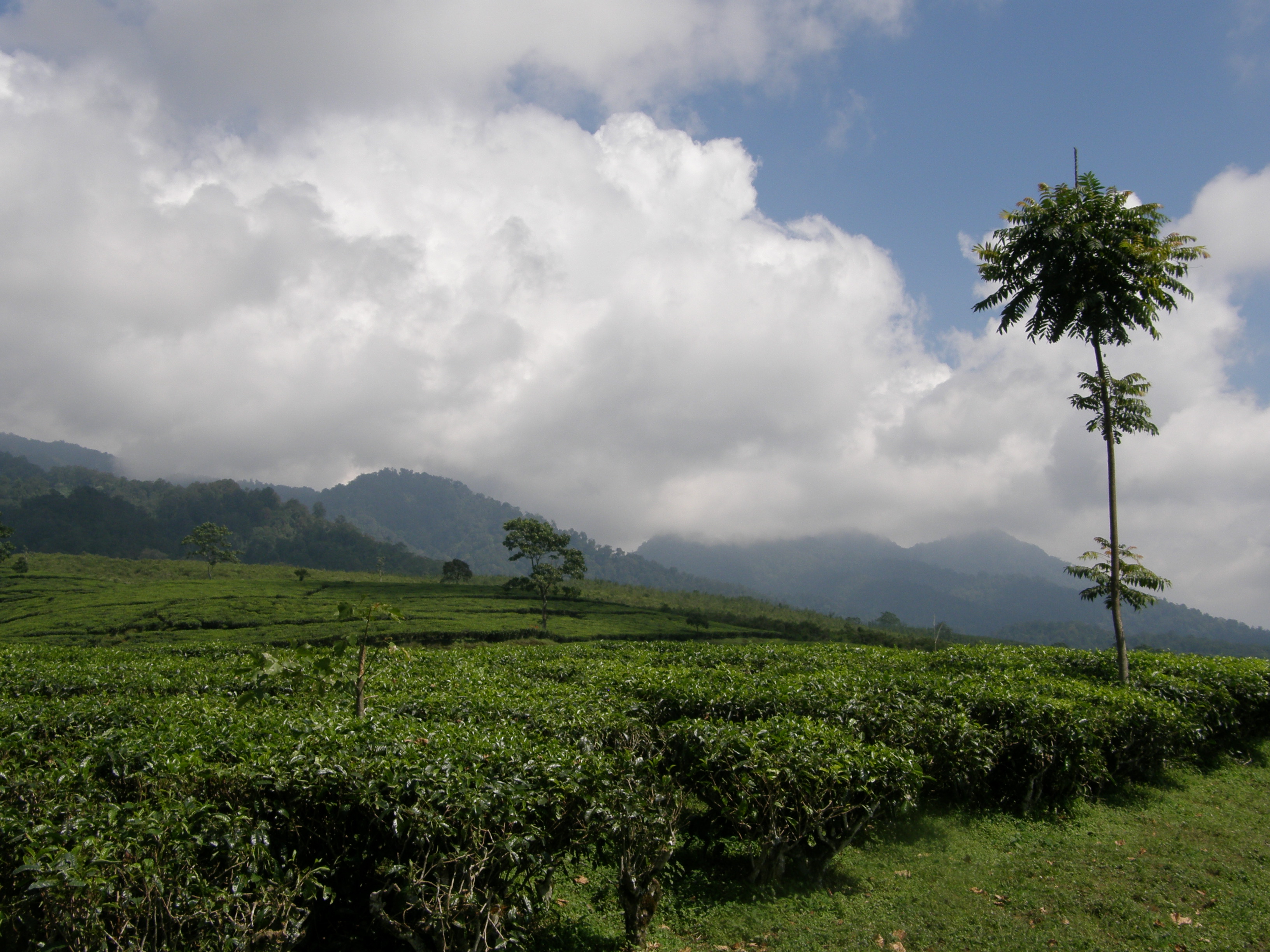 Theeplantage op Java 