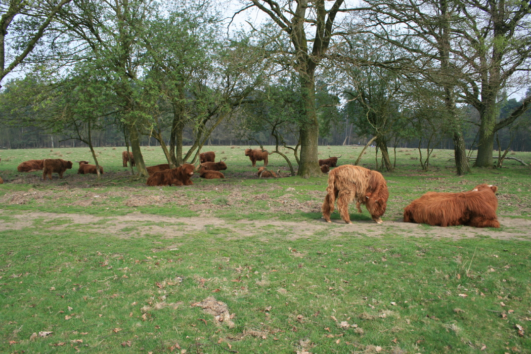 veluwe