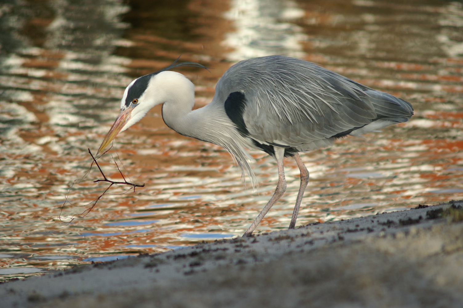 blauwe reiger
