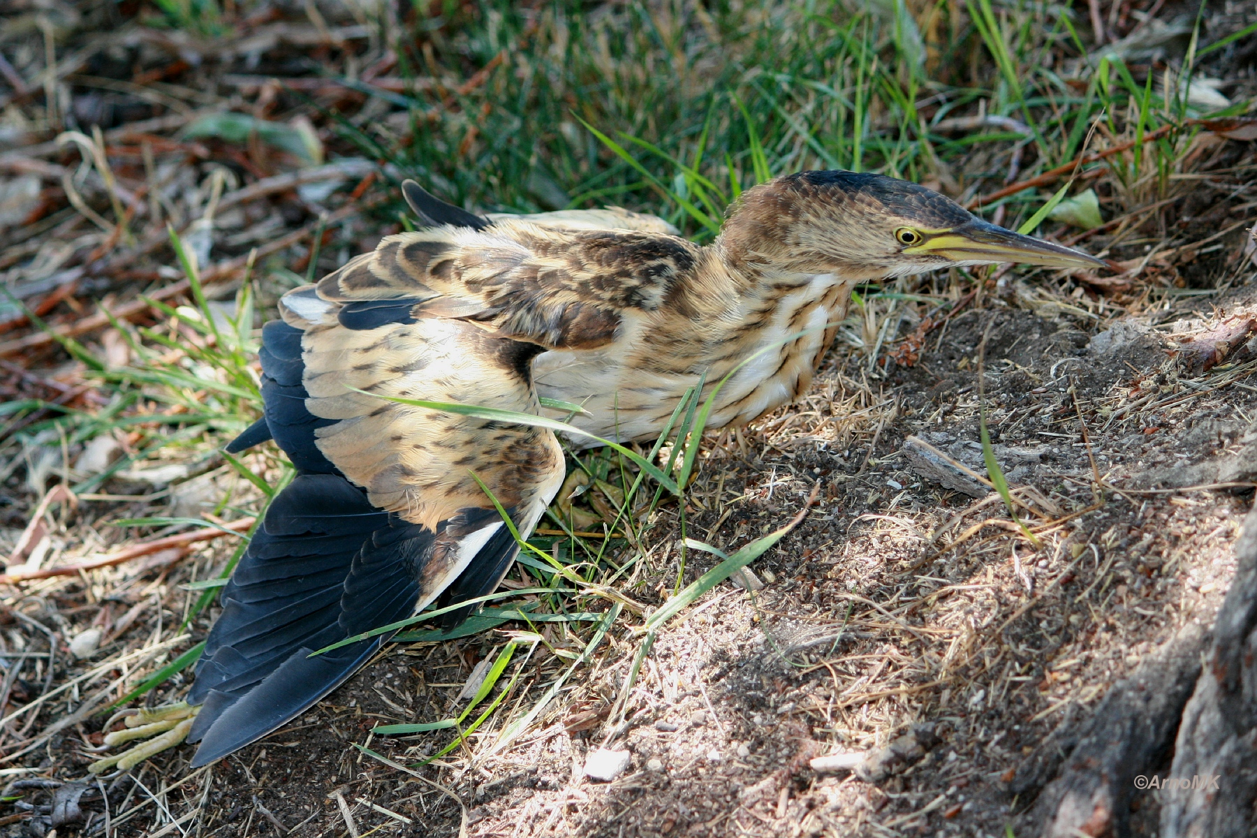 Aangereden Woudaapje