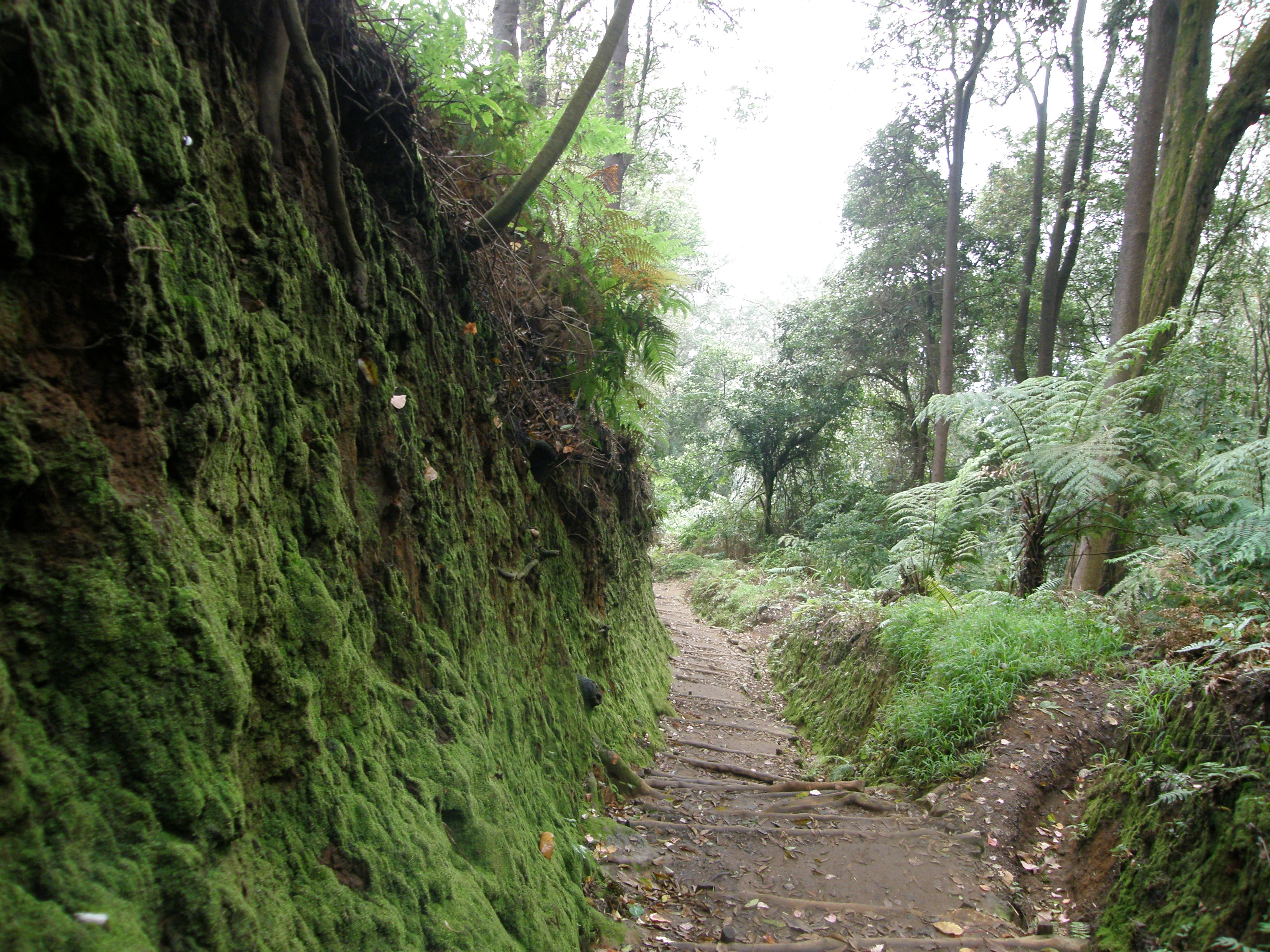 Tropisch bos op Java 2