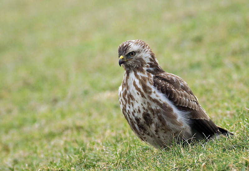buizerd