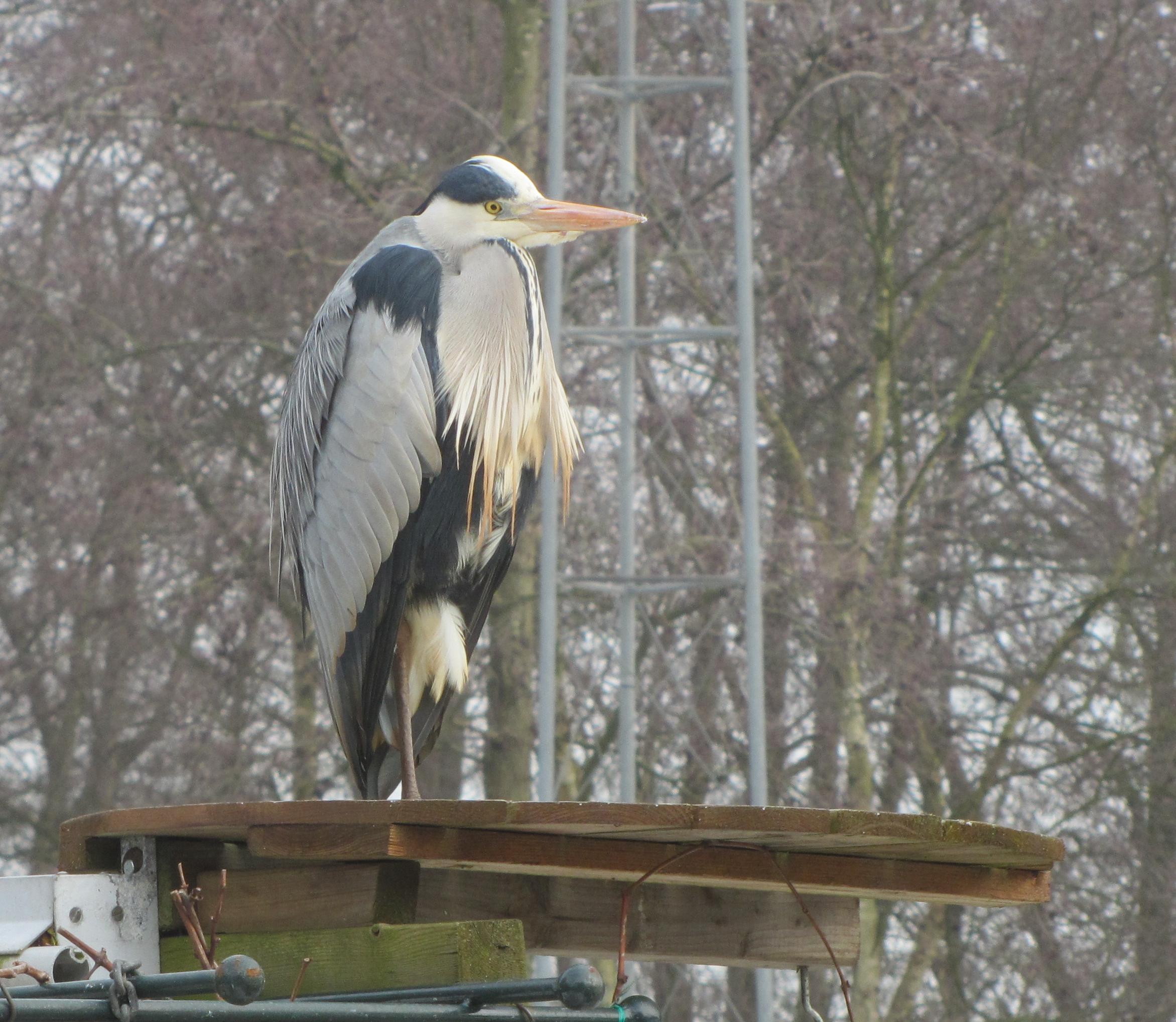 reiger
