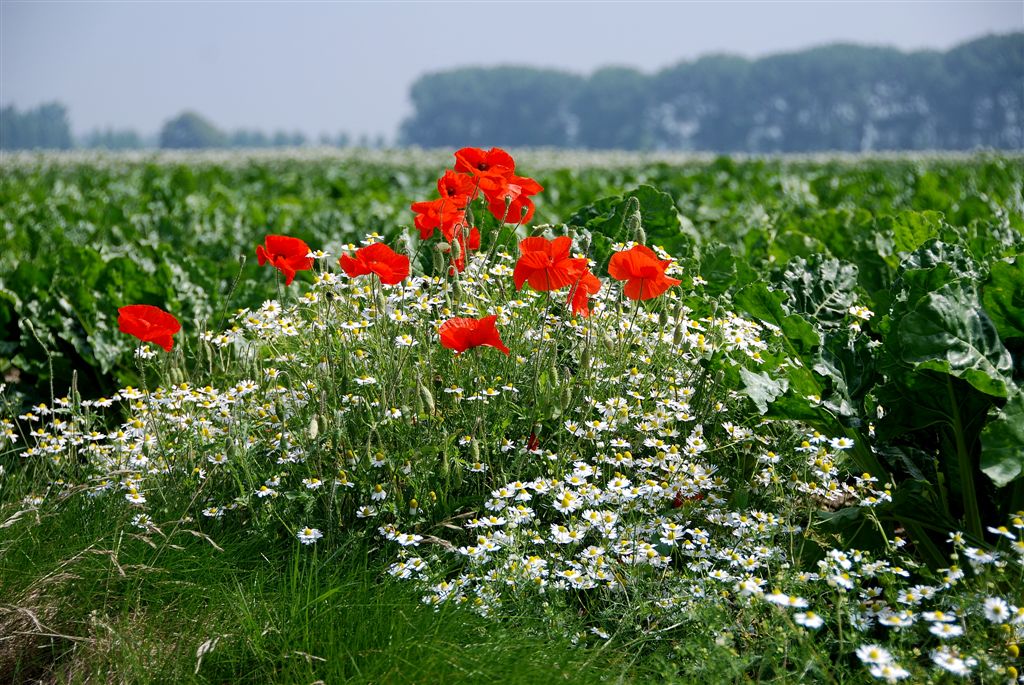 Kamille en Klaprozen aan akkerrand.