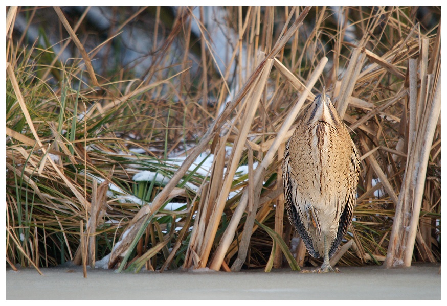 Meester in de camouflage