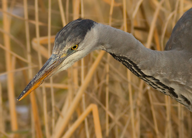 Reiger klaar om toe te slaan