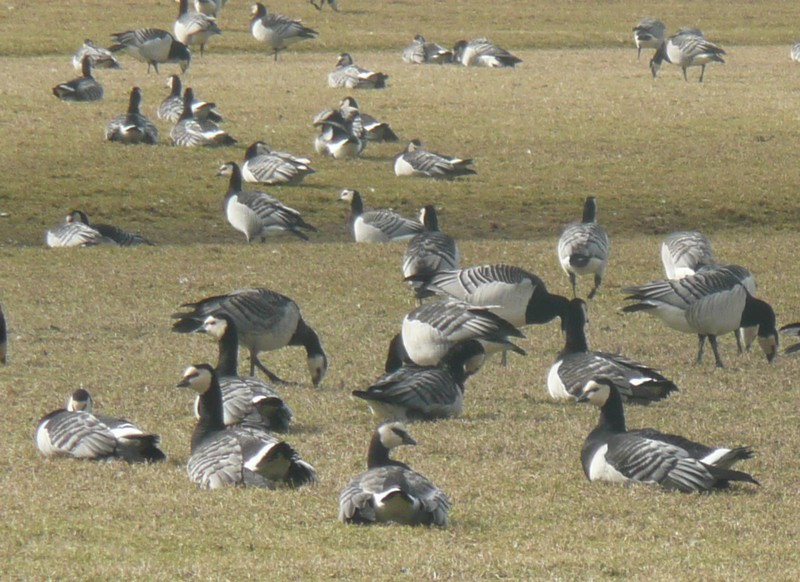 Trekvogels op Schiermonnikoog