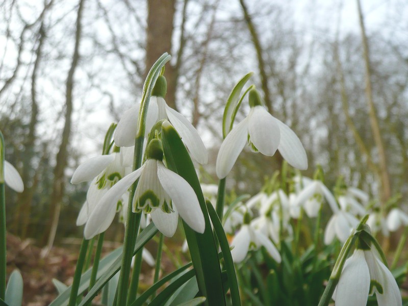sneeuwklokjes Schiermonnikoog