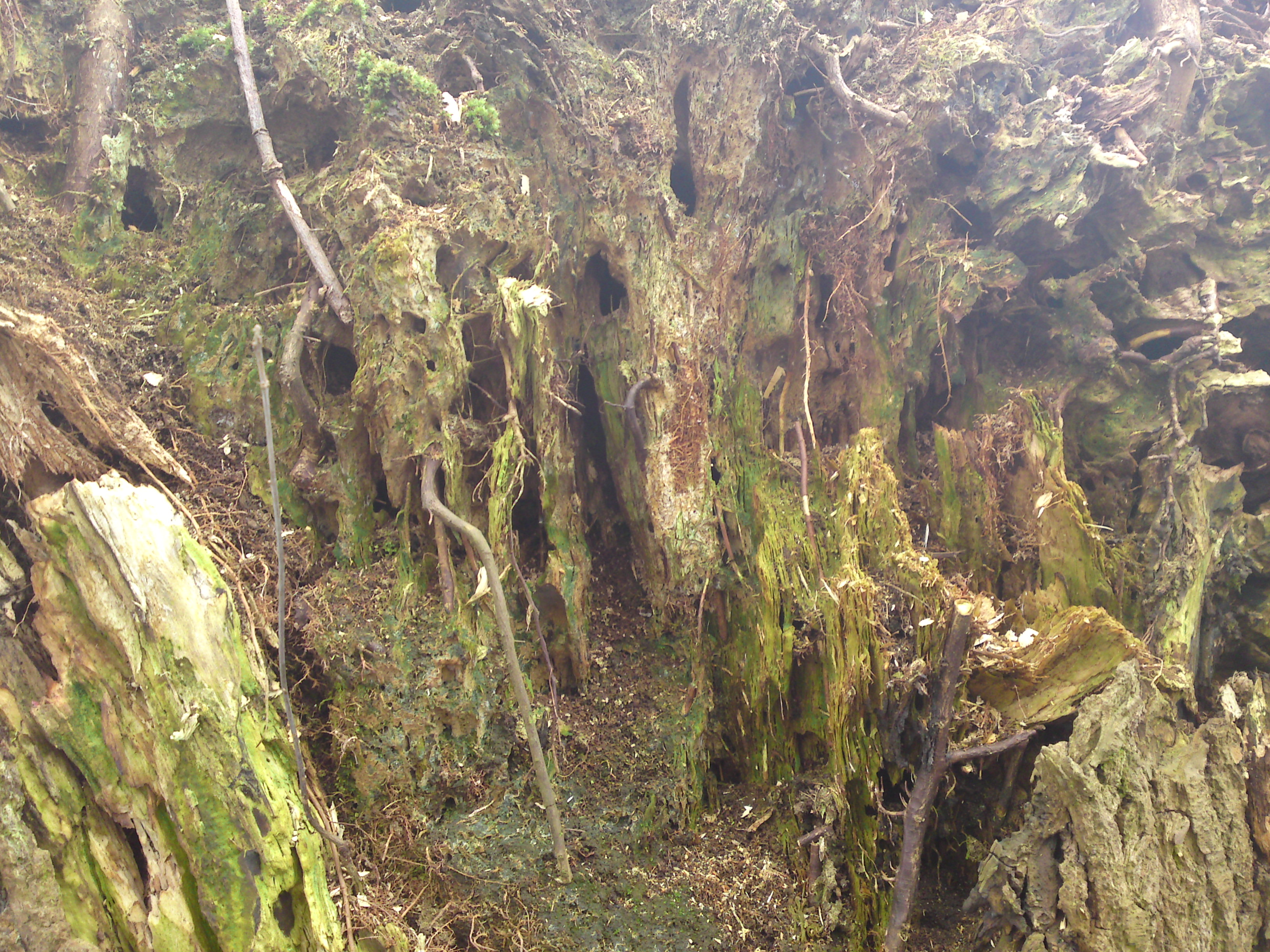 een prachtige afgeknotte wilg