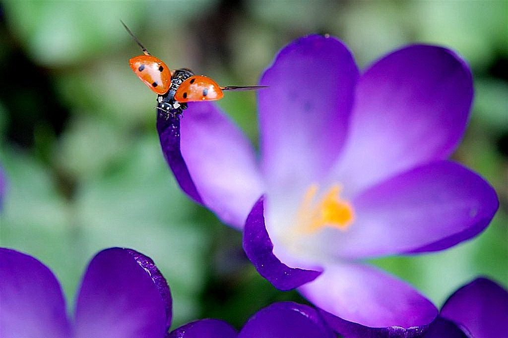 Zevenstippelig lieveheersbeestje