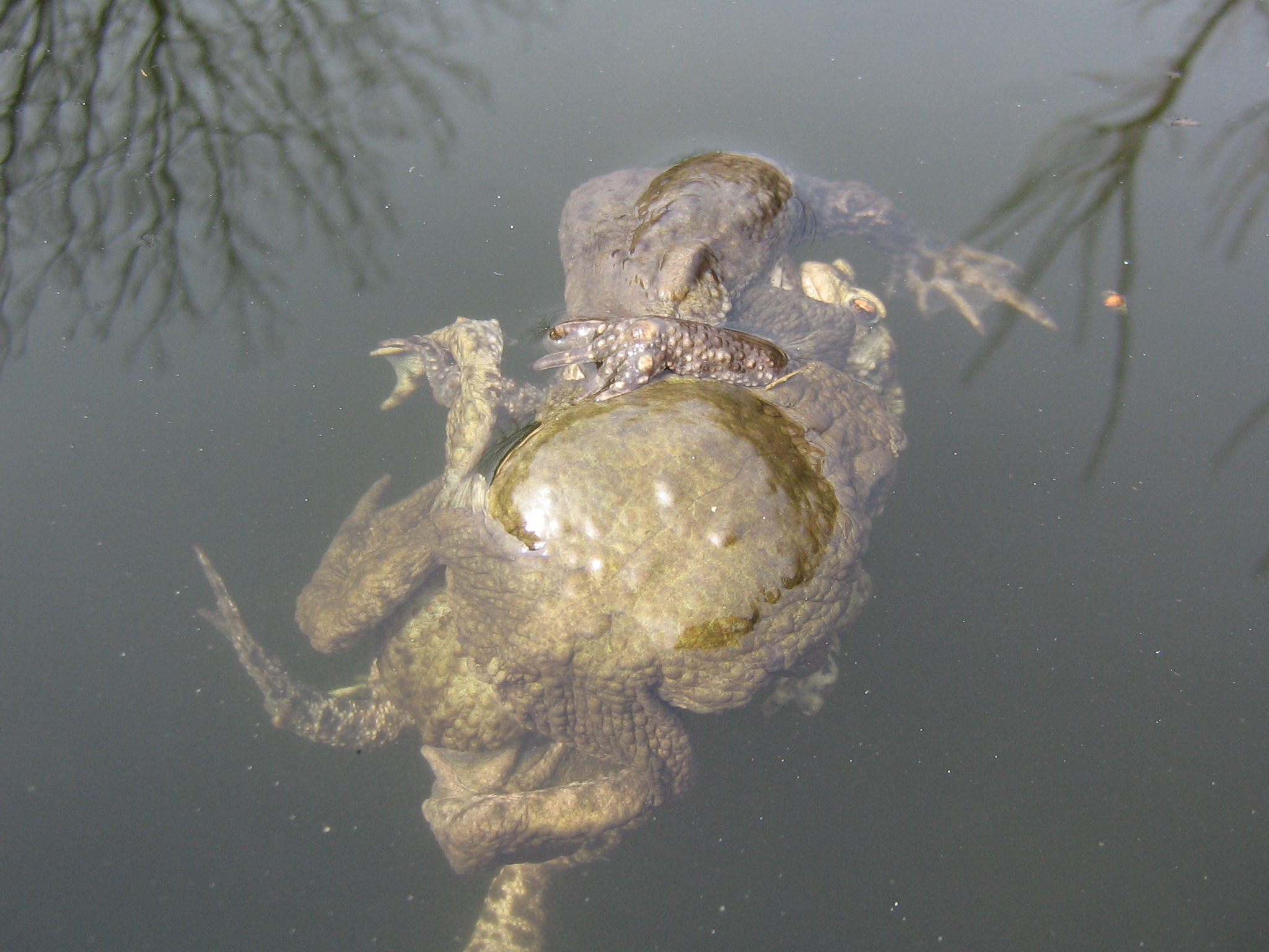 parende padden of kikkers