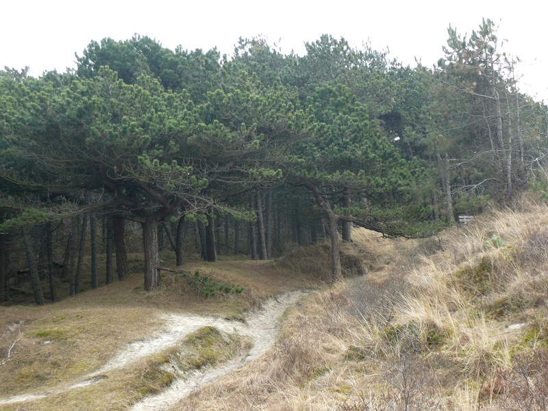 vliegdennen Schiermonnikoog