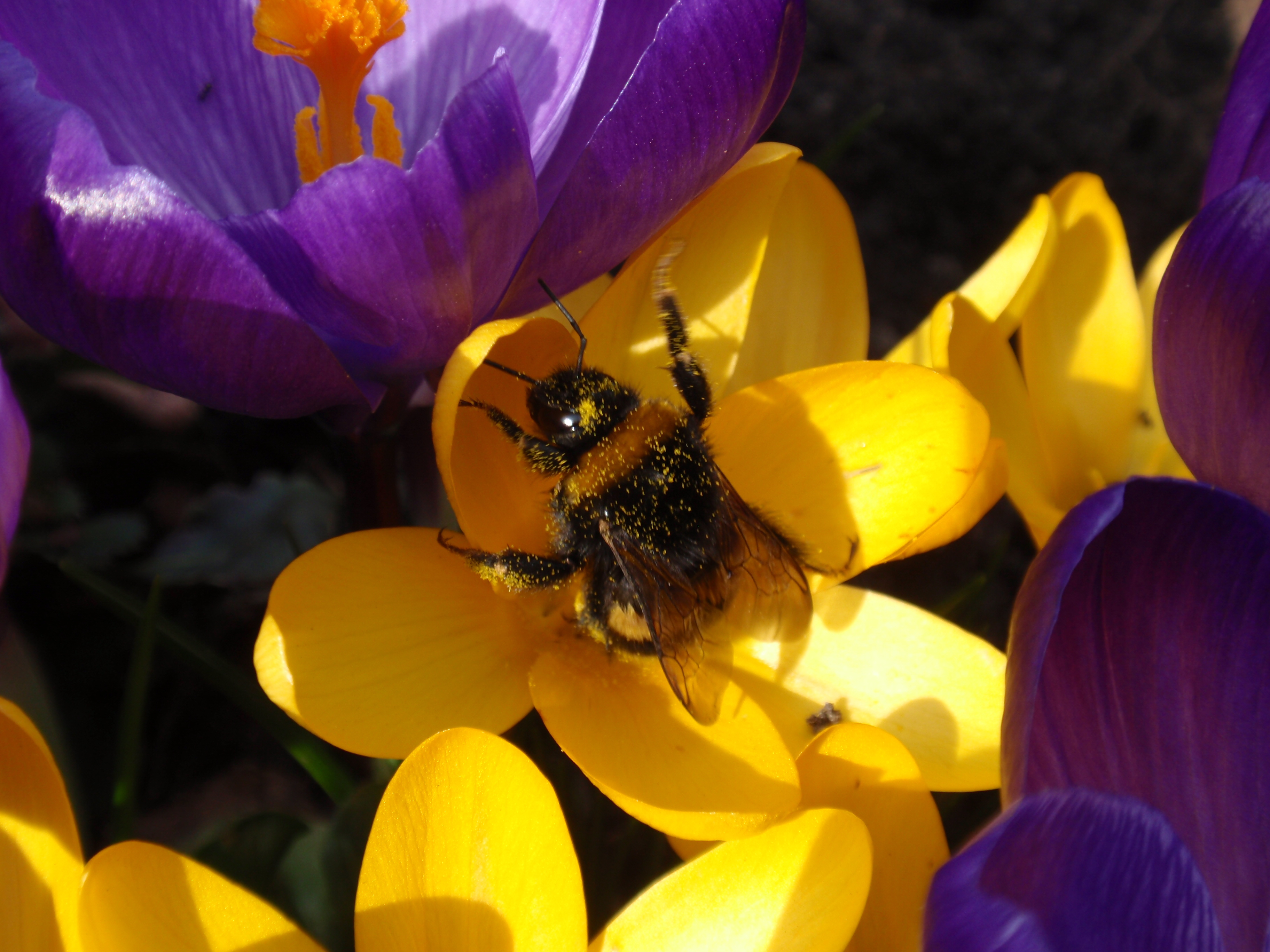 Helemaal onder het stuifmeel