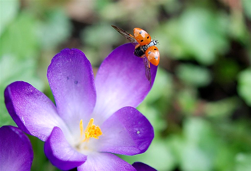 Zevenstippelig lieveheersbeestje