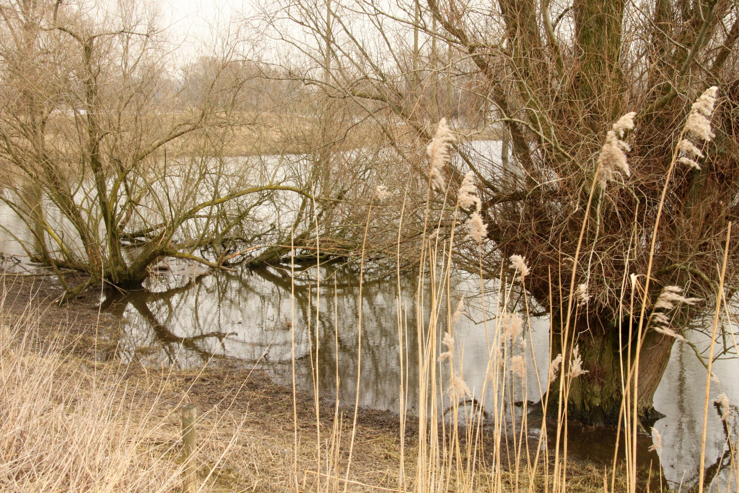 Ooipolder, net voor de lente