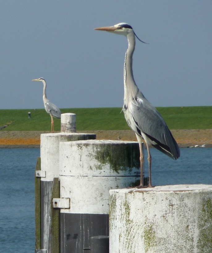 Blauwe reigers 