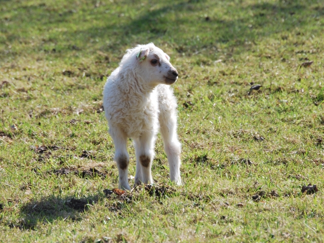 Het wordt toch lente