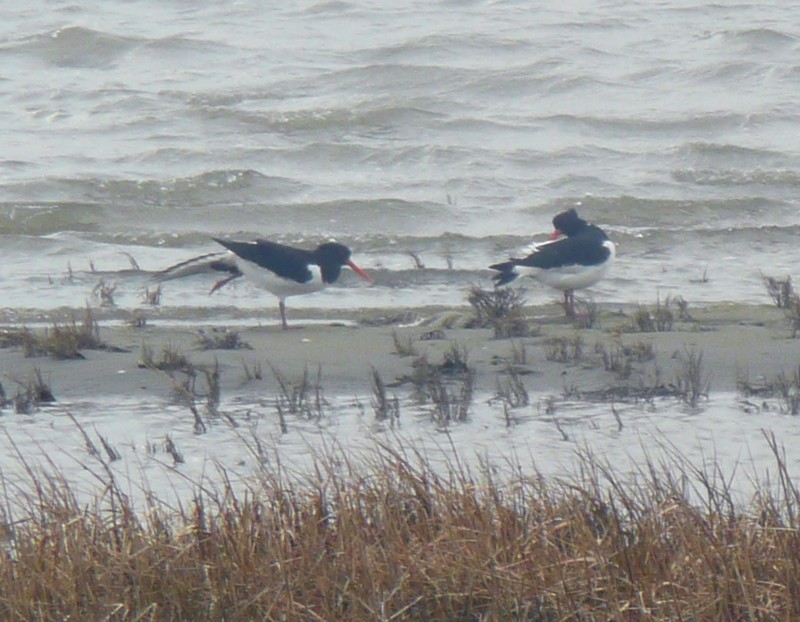 scholeksters langs het wad