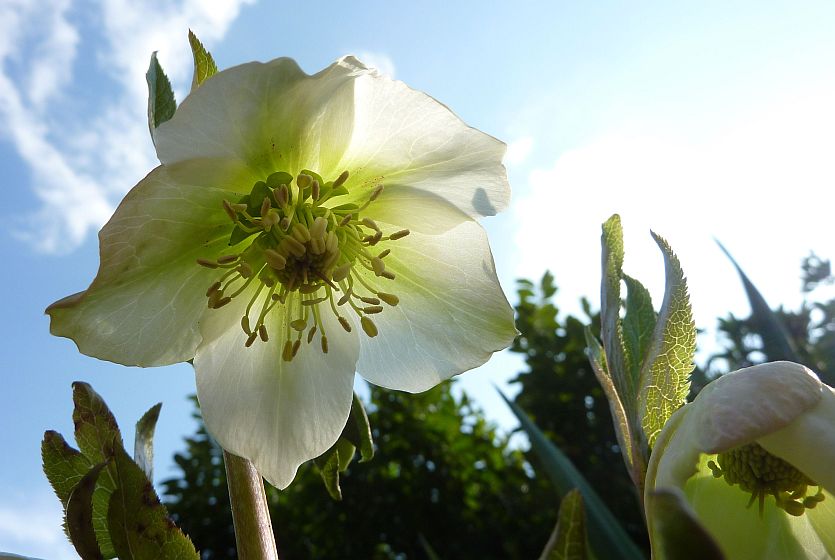 kerstroos wit bloeit met pasen