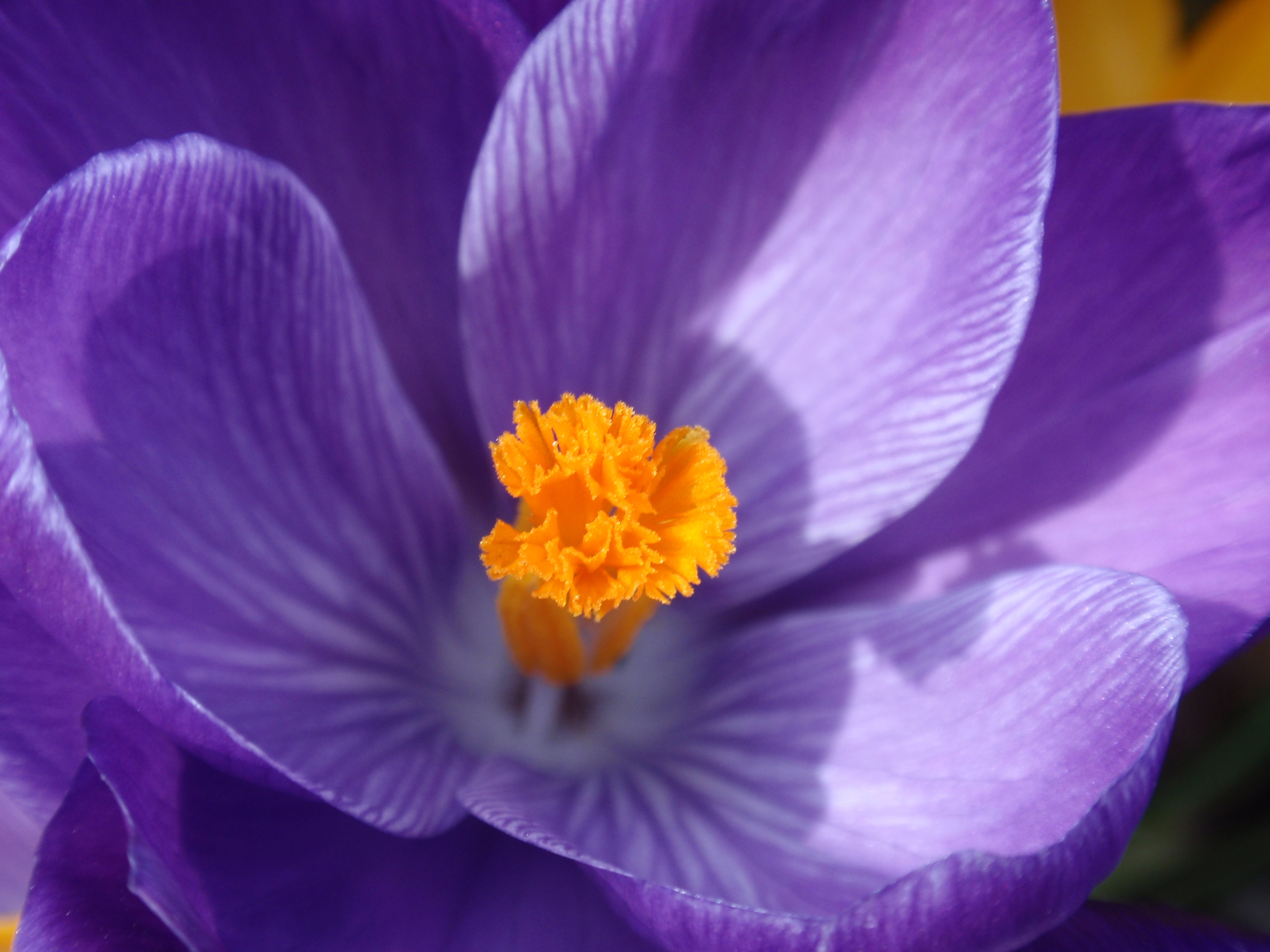 Wat is het voorjaar toch mooi.