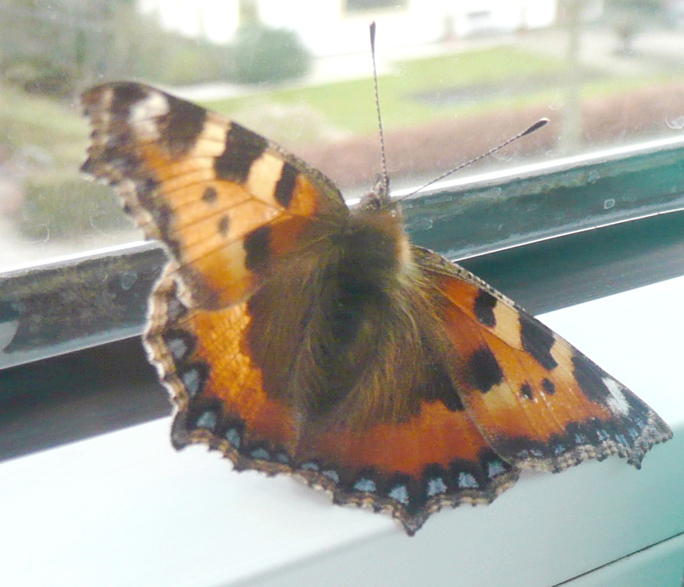 Kleine Vos achter het raam