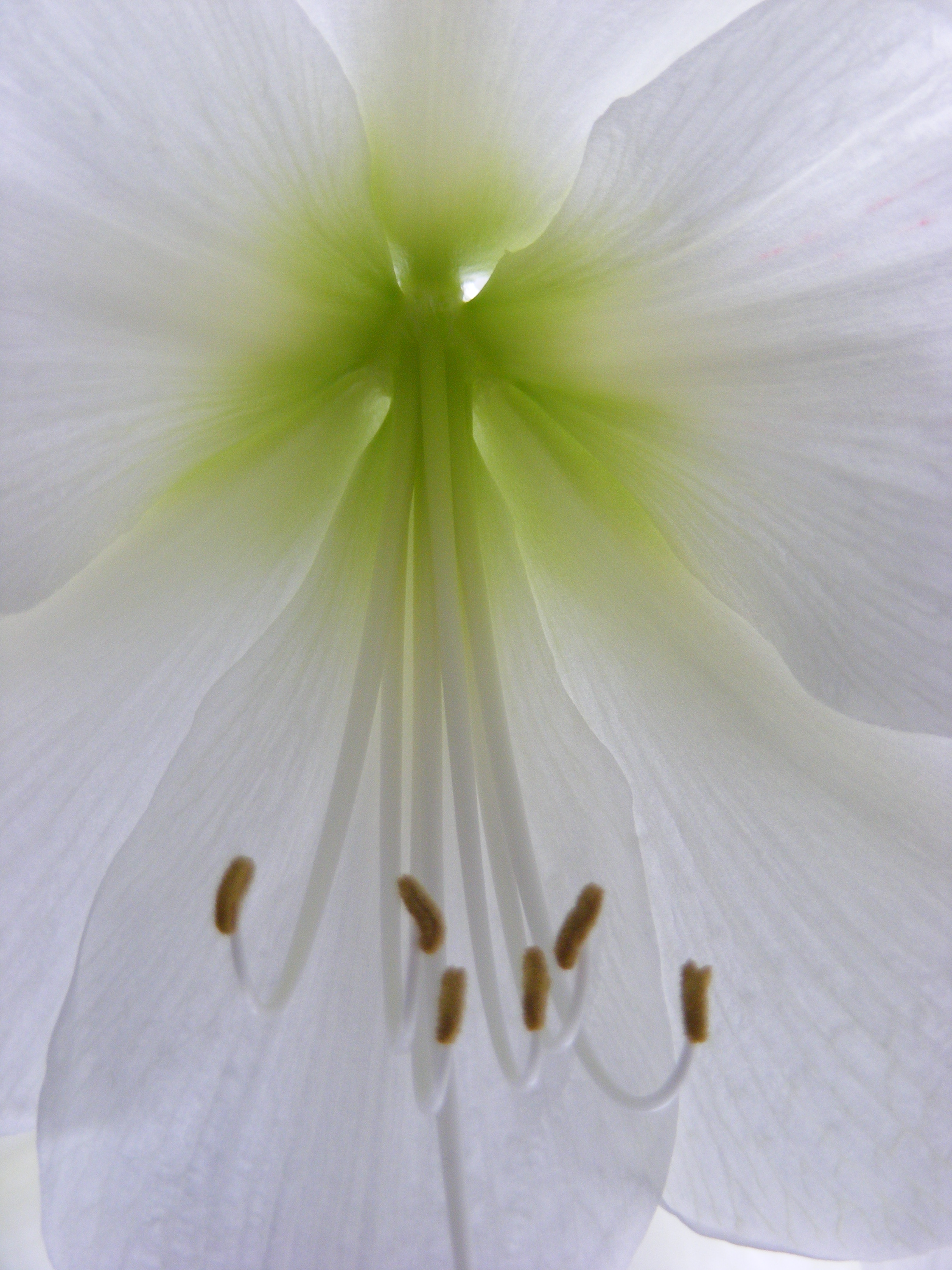 Amaryllis 