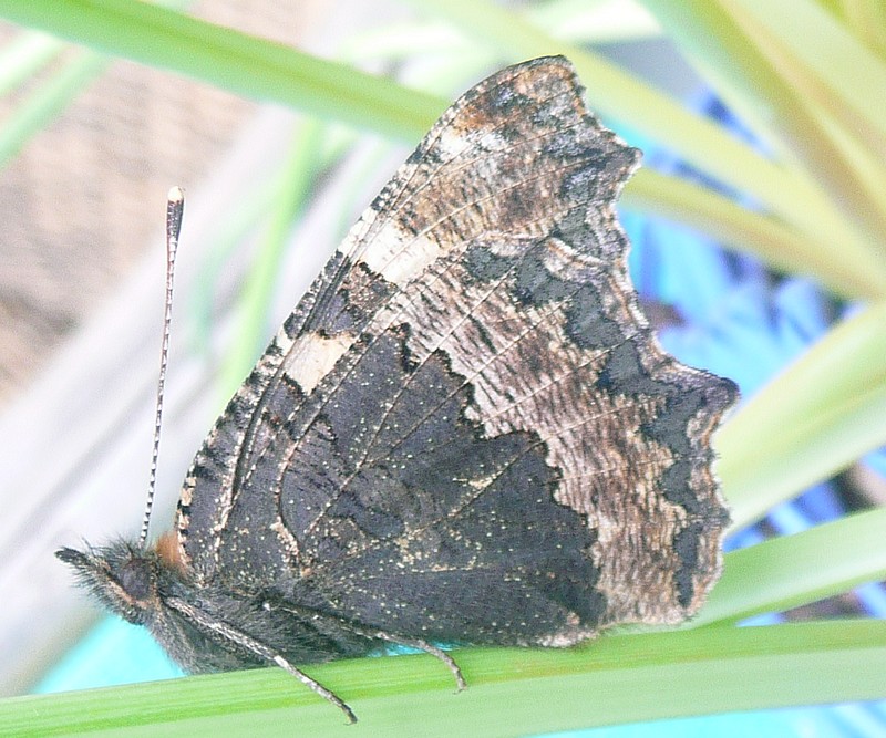 overwinteraar ontwaakt