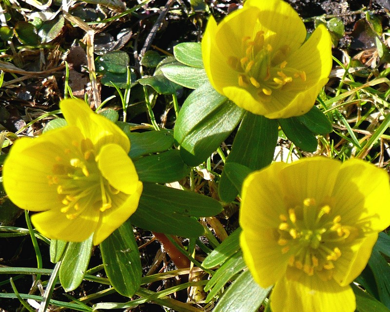 drie maal is scheepsrecht