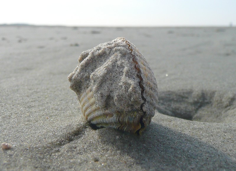 kokkel  op Schiermonnikoog