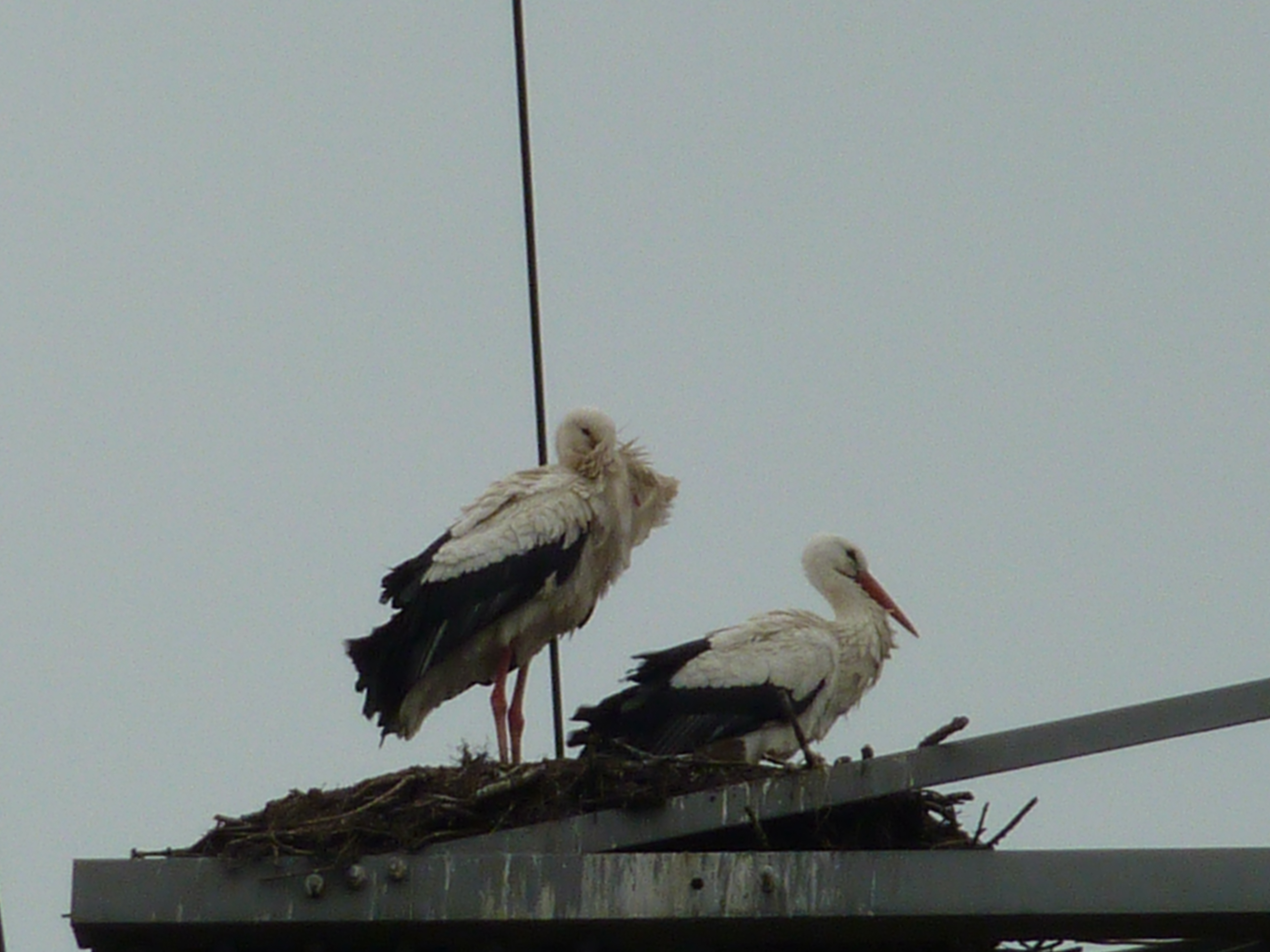 ooievaars op nest