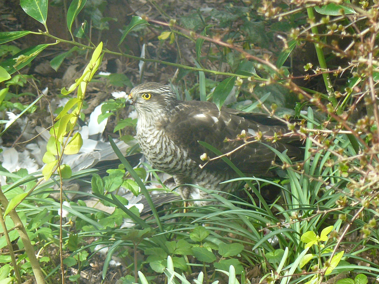 sperwer met prooi turkse tortelduif