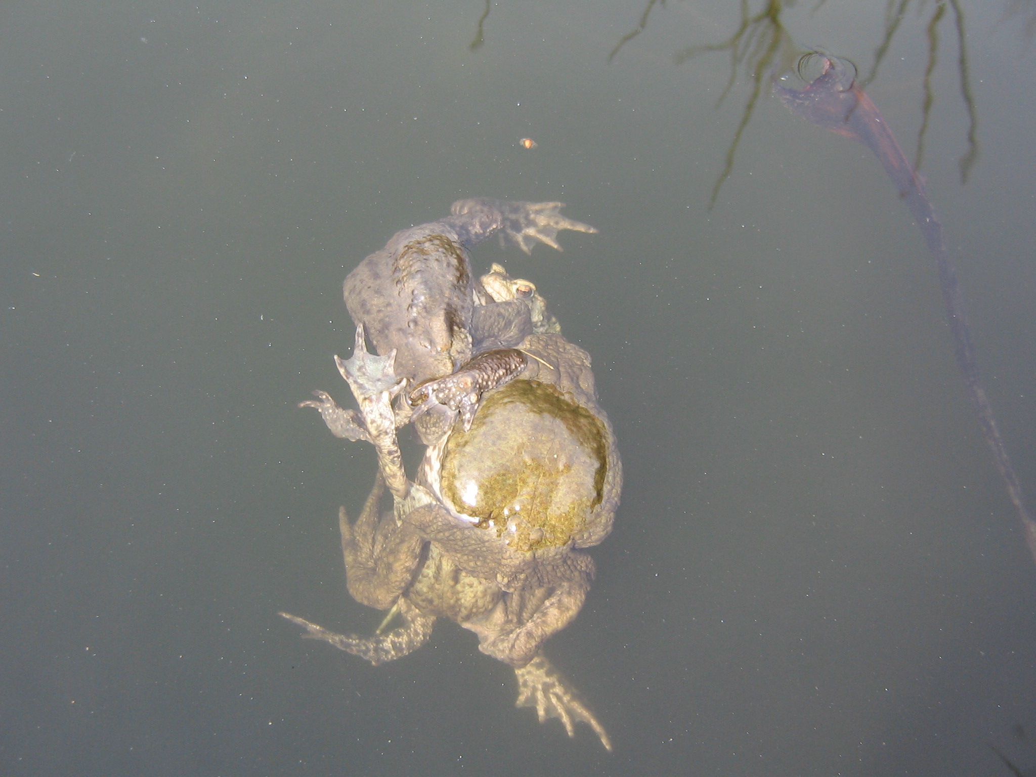 parende padden of kikkers