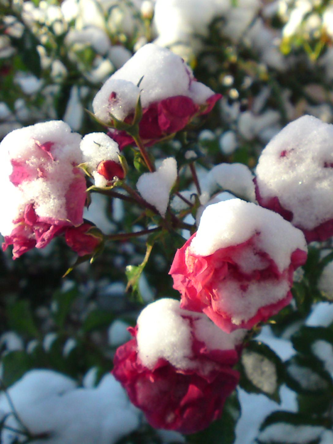 afscheid van de winter