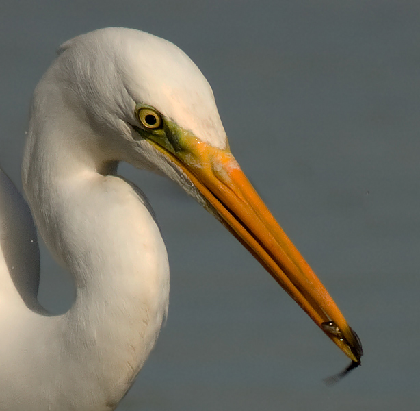 zilverreiger in het zonnetje