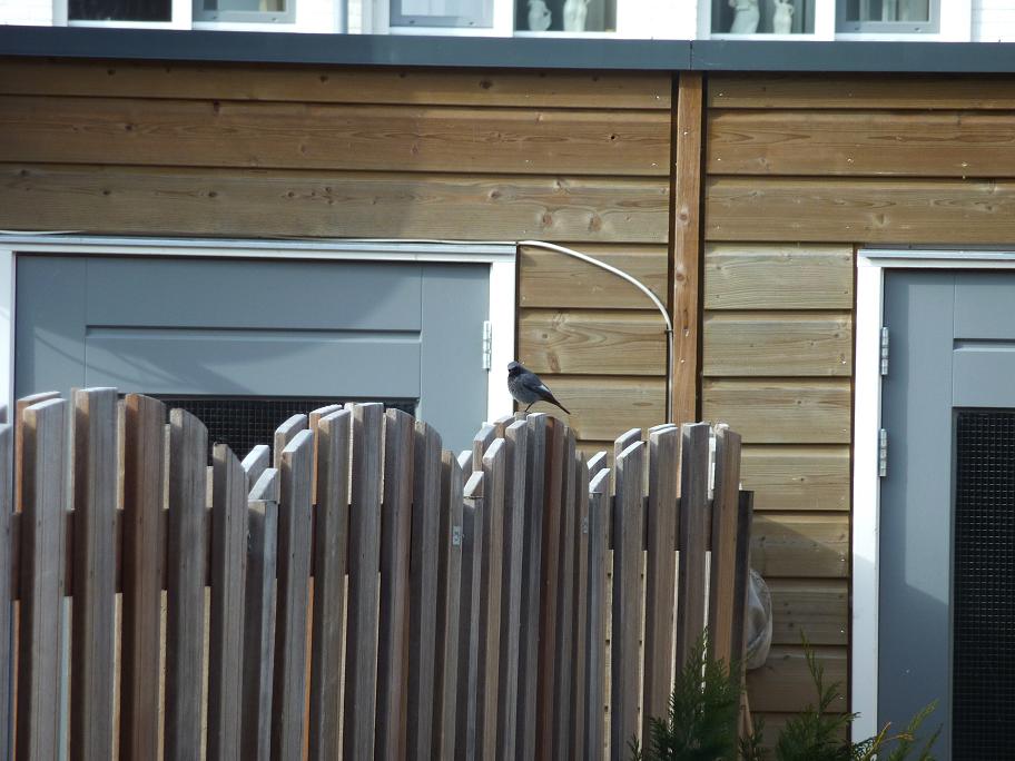 Vogel onbekend  Zwarte roodstaart