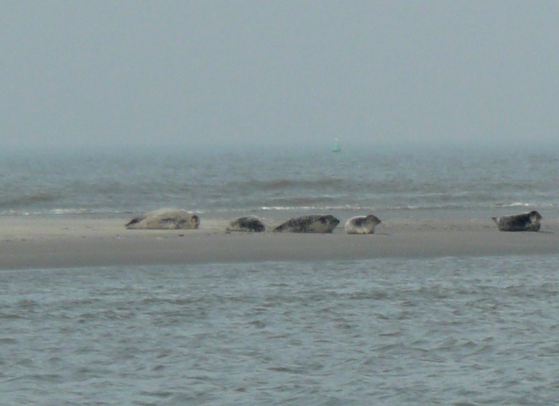 zeehonden op zandbank Schiermonnikoog