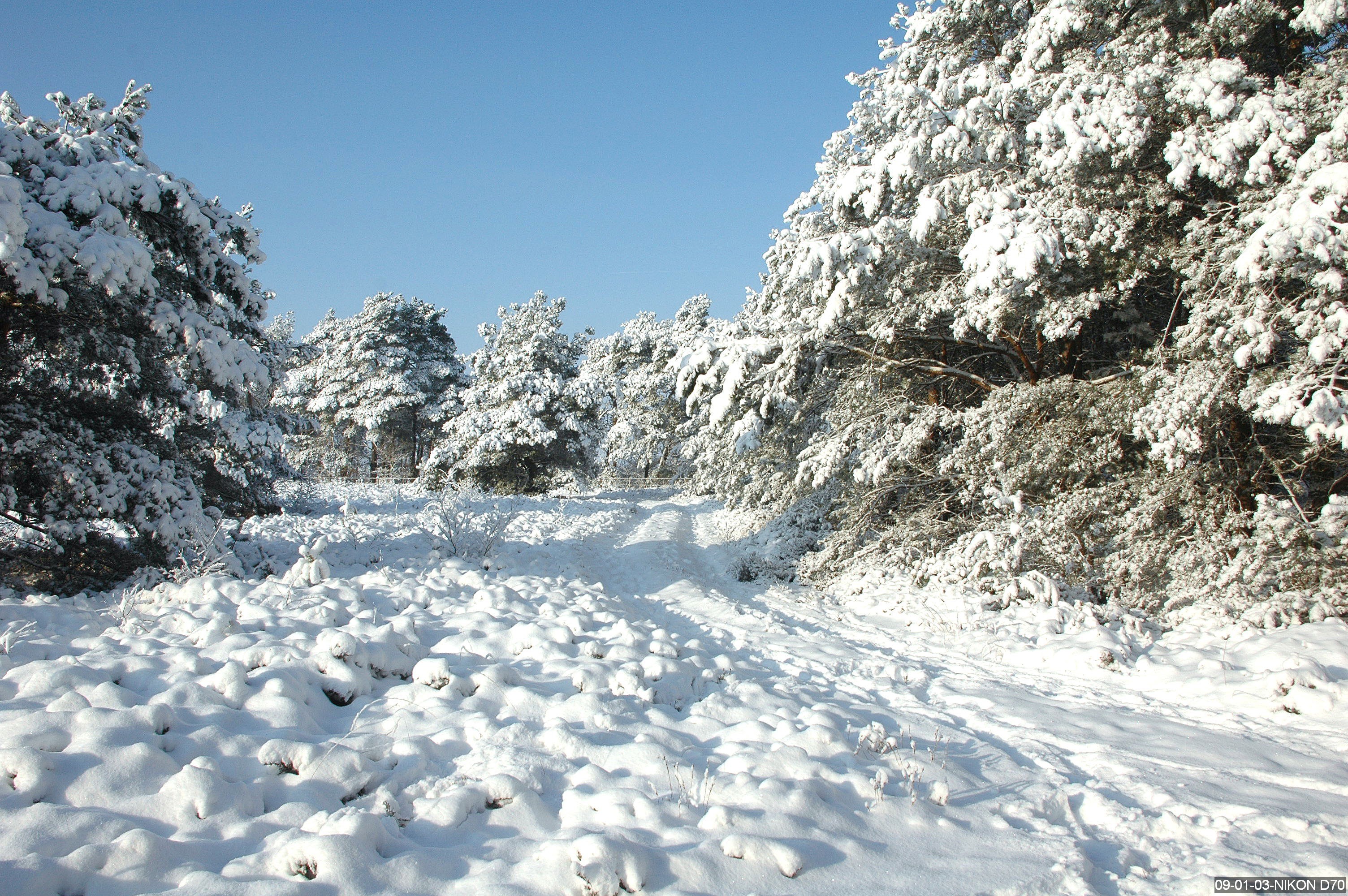 Winterse Veluwe 2