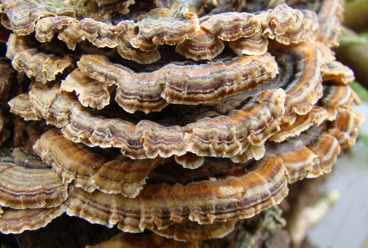 'pannenkoeken met stroop'
