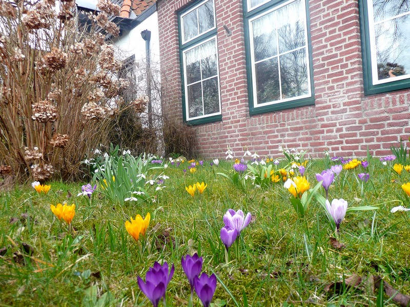 tuintje Langestreek Schiermonnikoog