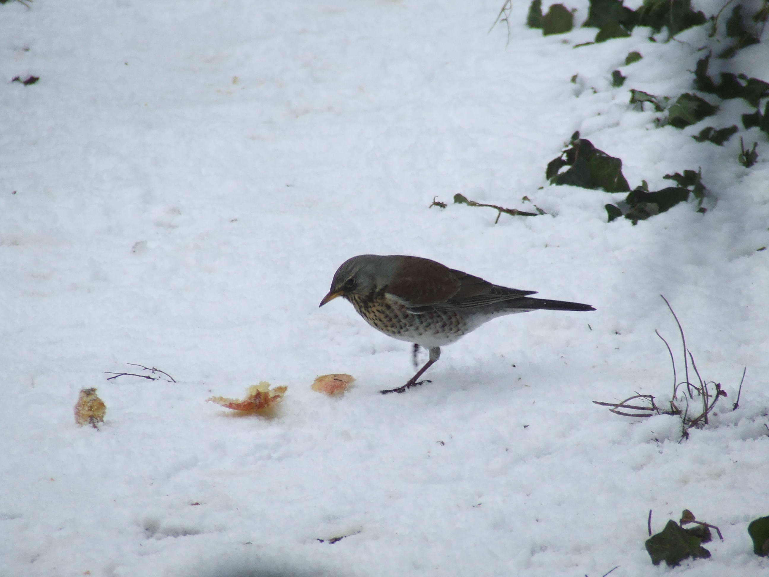 territoriale kramsvogel