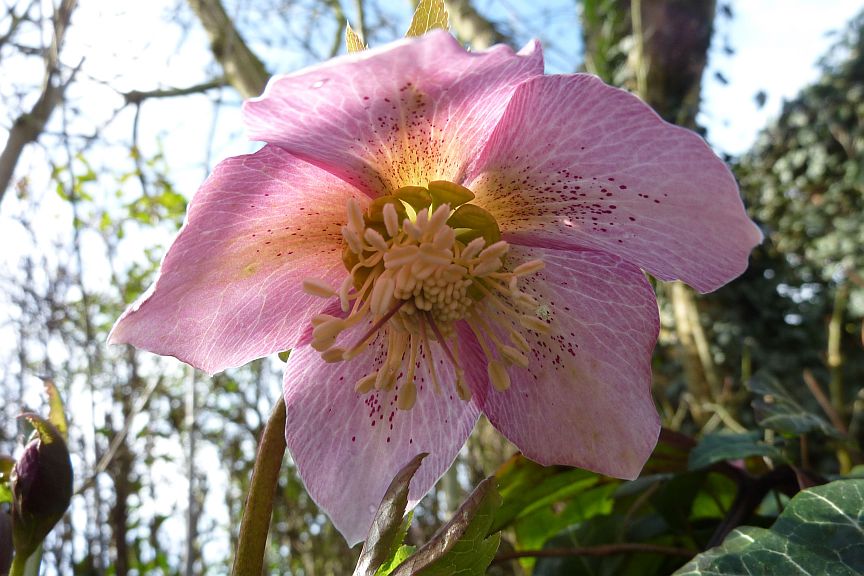 kerstroos rose bloeit met pasen