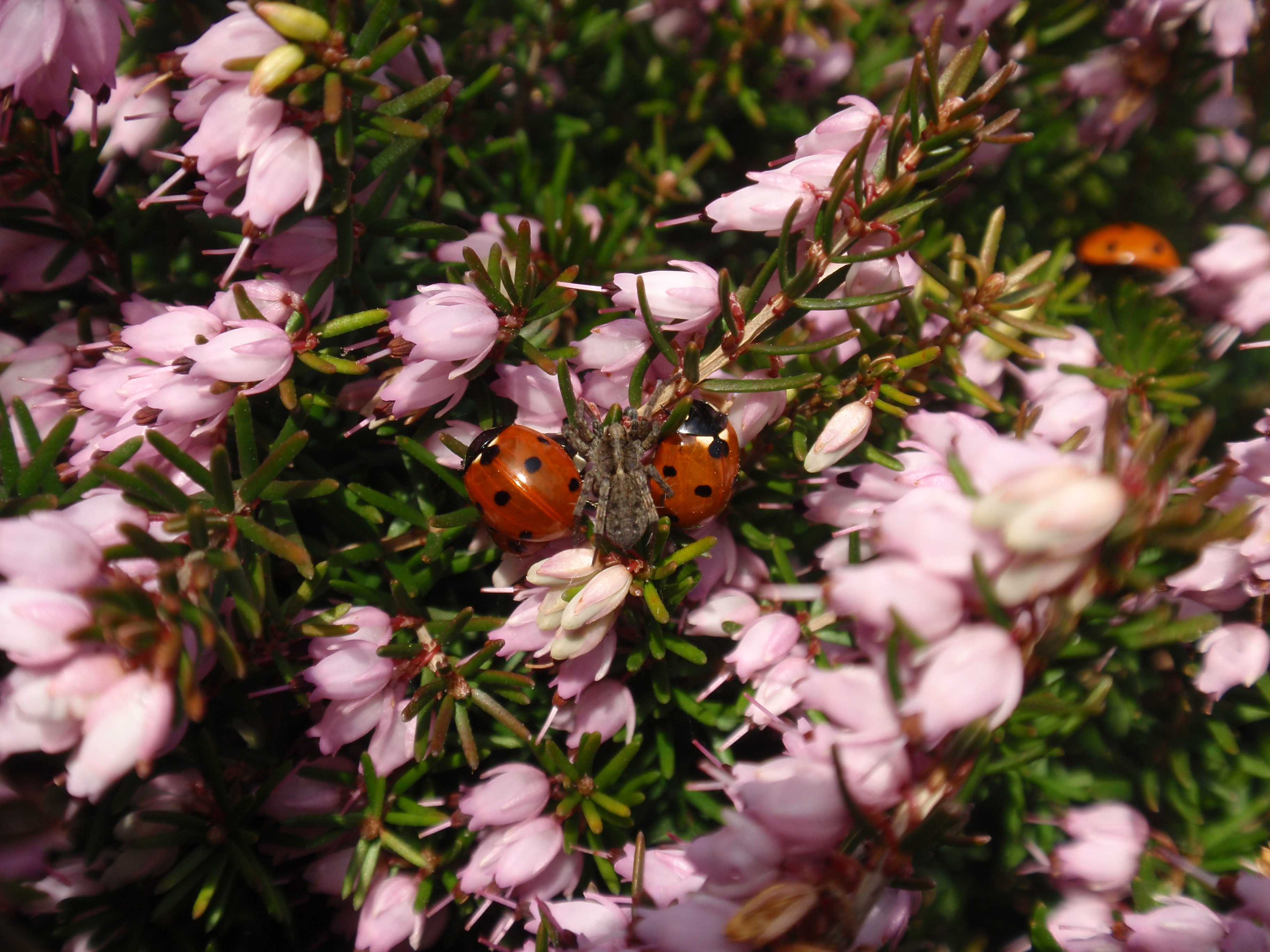 lieveheersbeestjes en een spin.