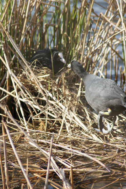 De Lente is werkelijk begonnen