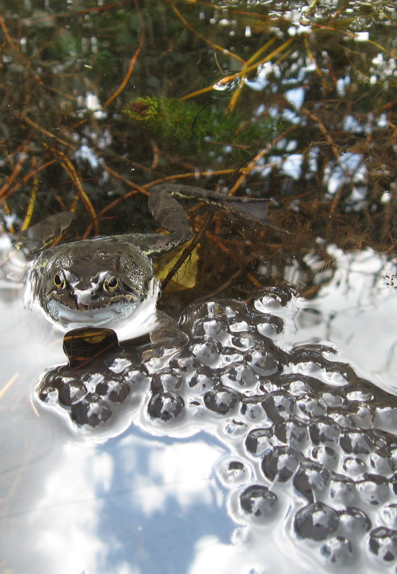 kikker met 'vers' kikkerdril