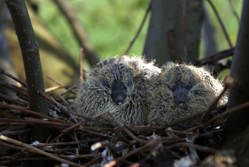 2 jonge duiven