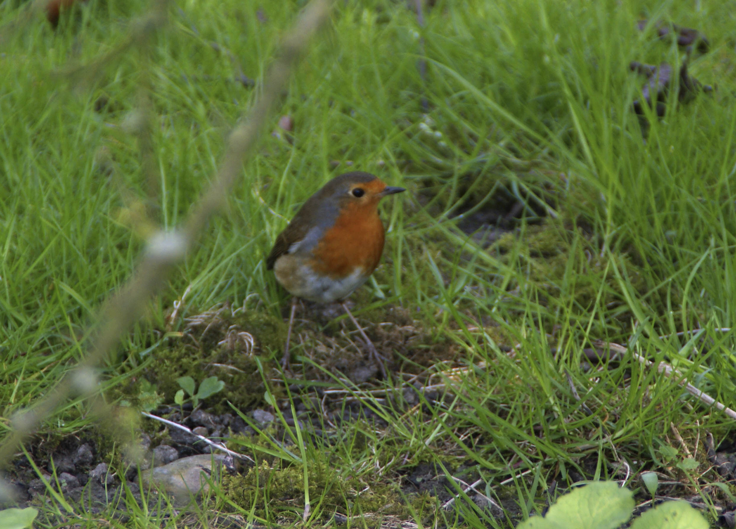 roodborst