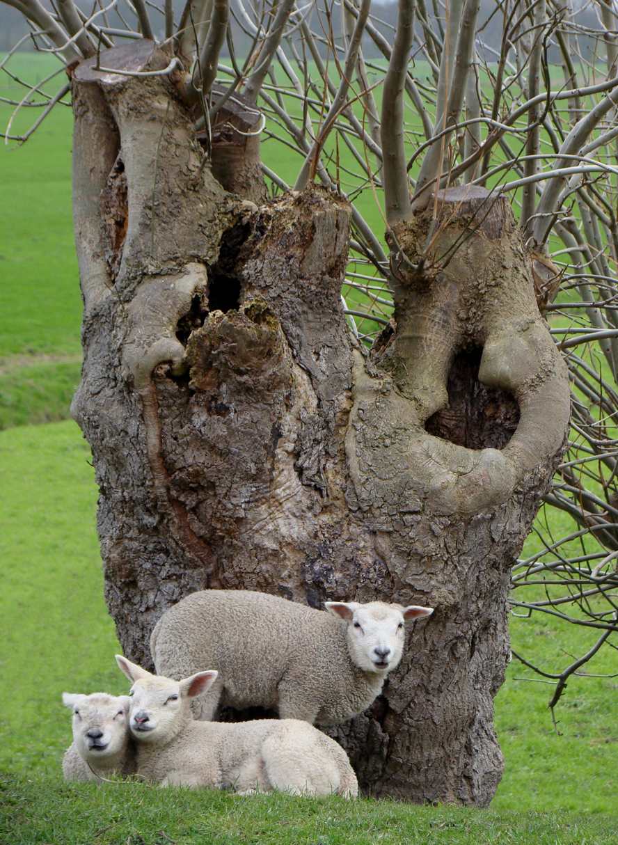 Lammetjes in de luwte