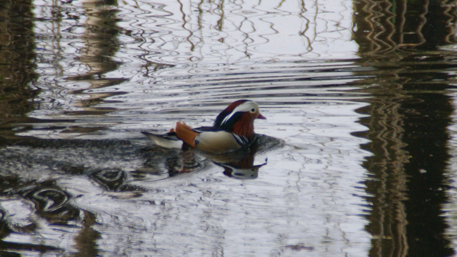 Mandarijneend in Eindhovens kanaal