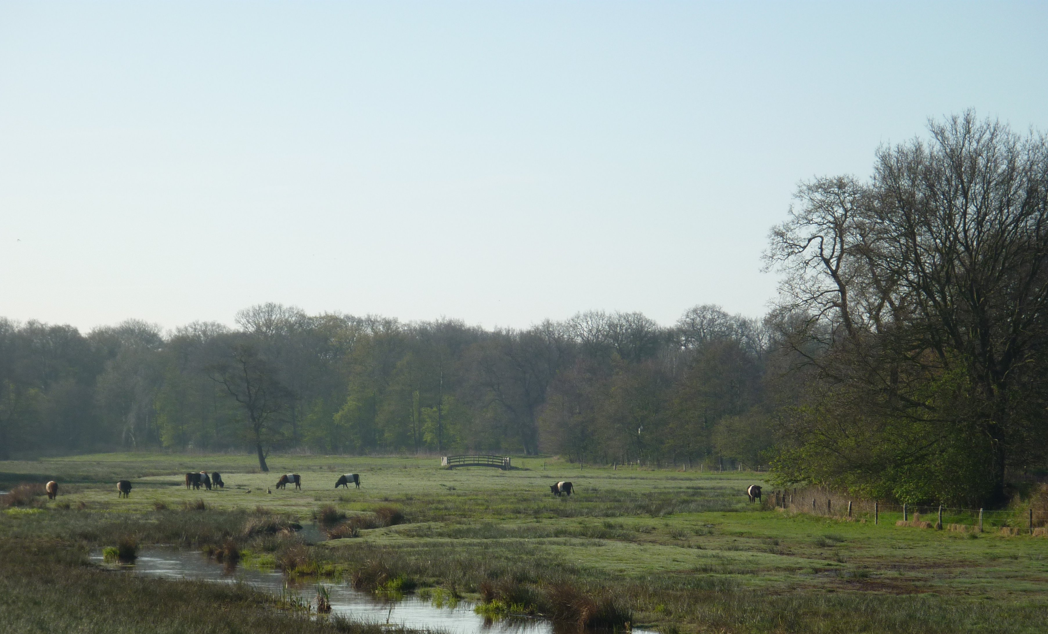 De ruiten Aa met lakenvelders