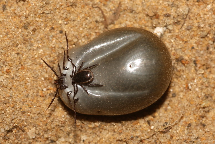 Paring van schapenteken (Ixodes ricinus)